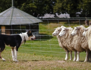 Sheep Dog